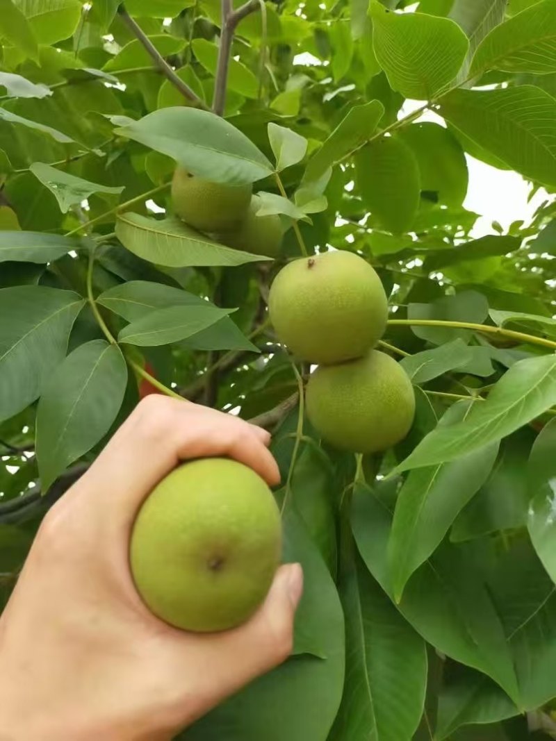 四川大凉山精品青皮核桃大量上市需要的老板联系