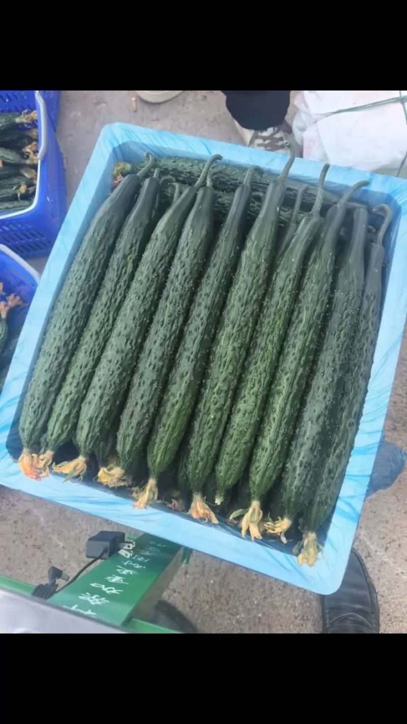 元谋精品黄瓜