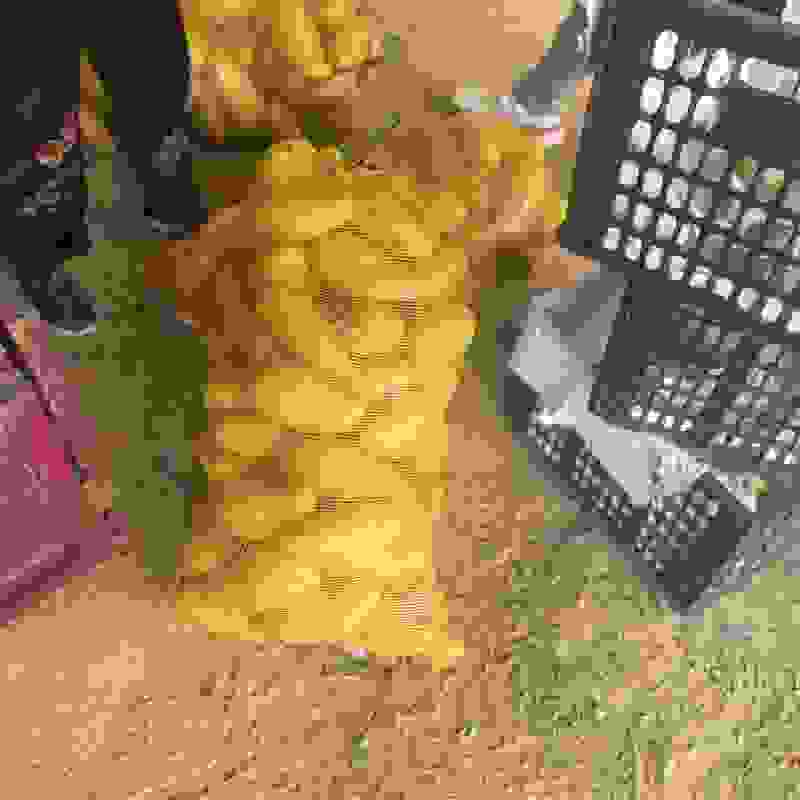 金煌