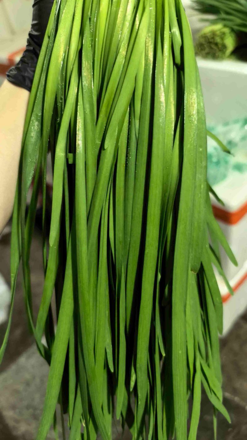 昆明基地韭菜杭州直销