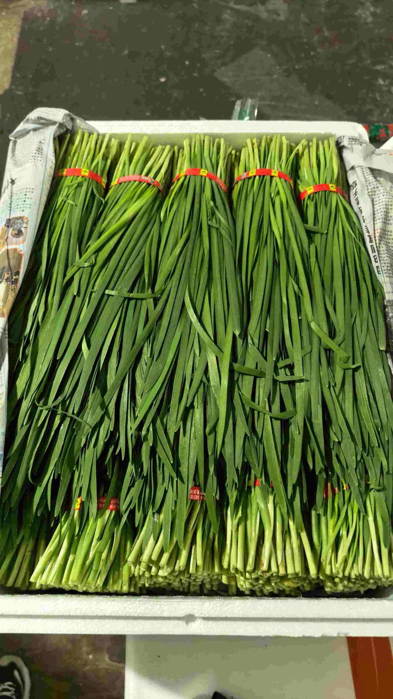 昆明基地韭菜杭州直销