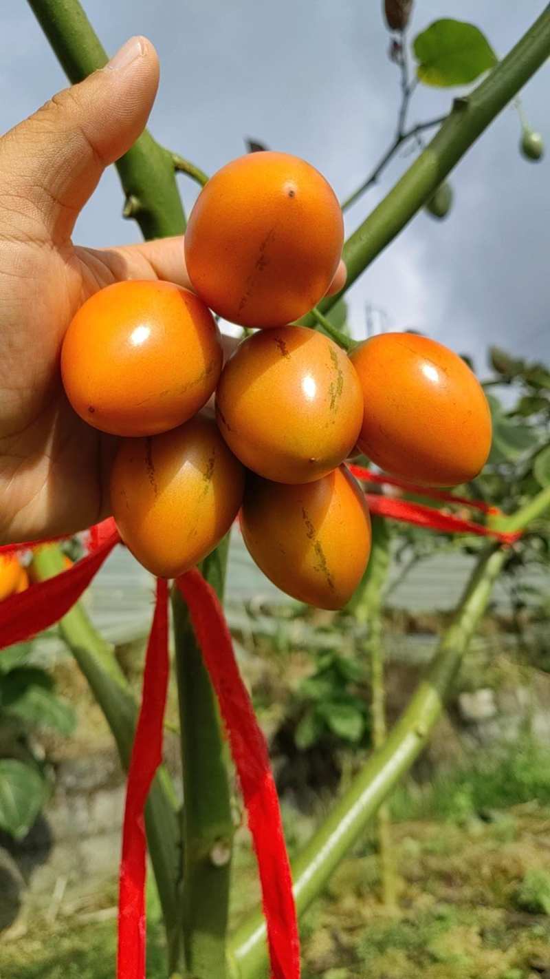 树番茄