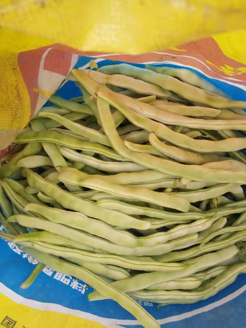 正宗《赤峰豆角》