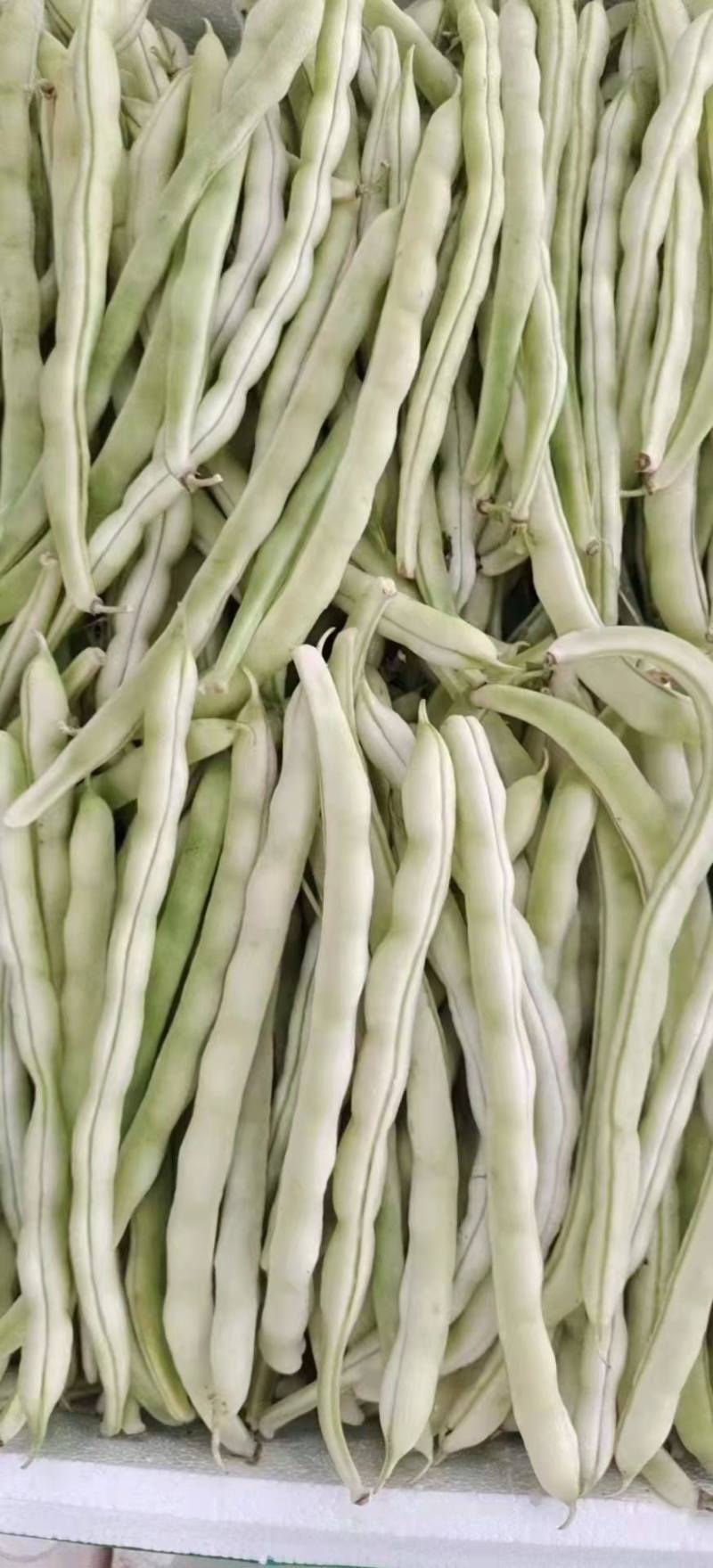 正宗《赤峰豆角》