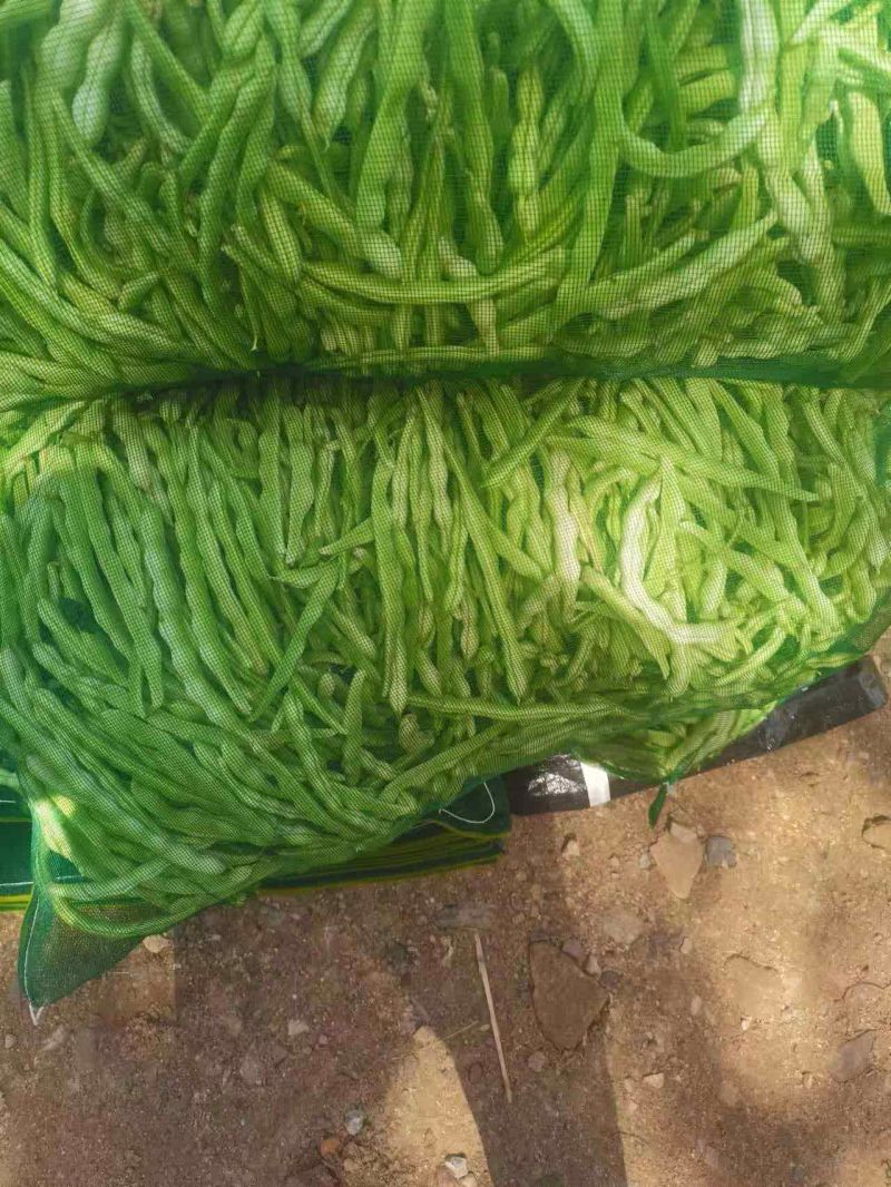 正宗《赤峰豆角》