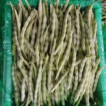 正宗《赤峰豆角》