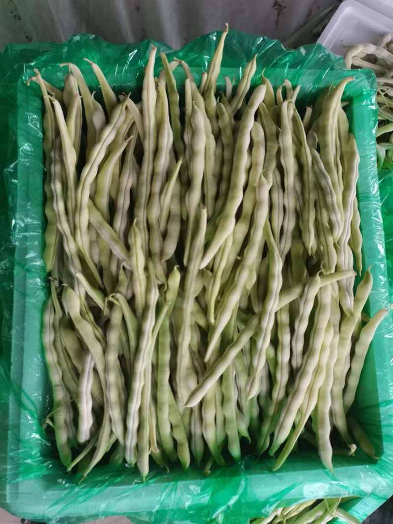 正宗《赤峰豆角》