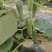 本地黄瓜