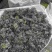 黑树花