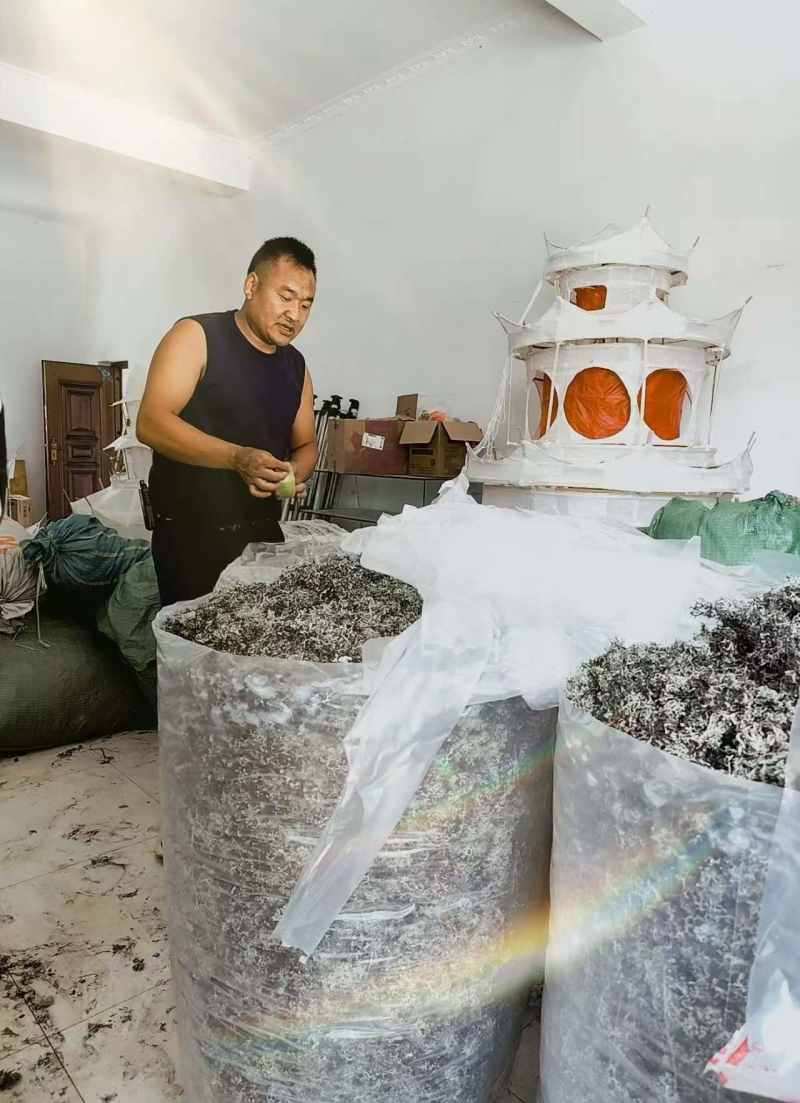 黑树花