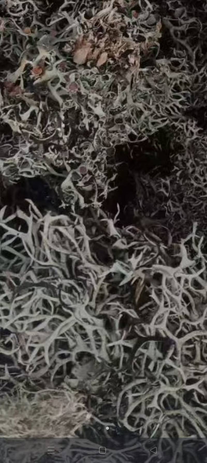 黑树花