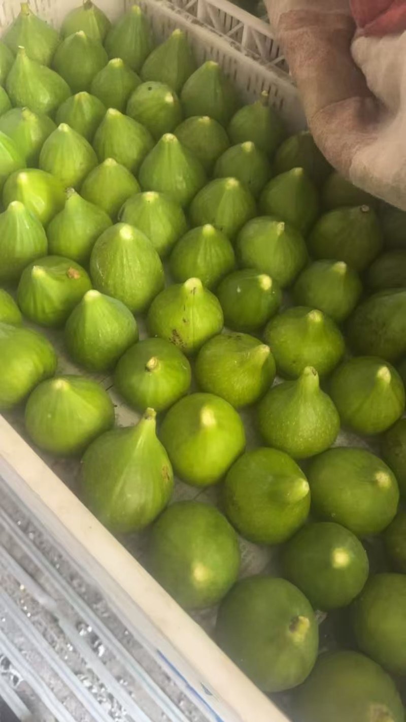 威海青皮无花果