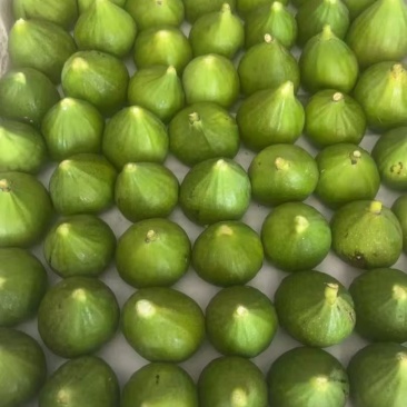 威海青皮无花果