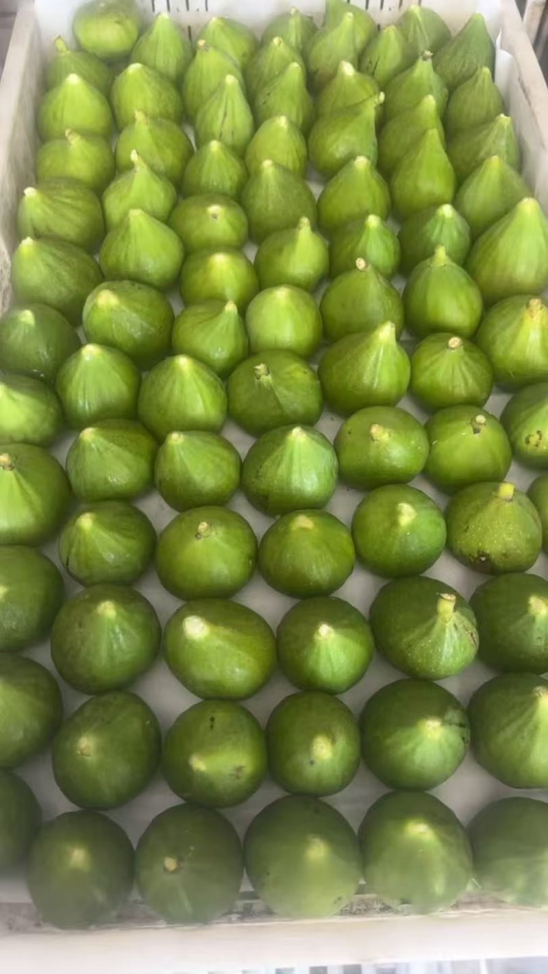 威海青皮无花果