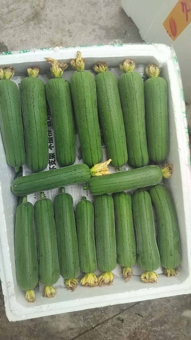 精品油亮肉丝瓜