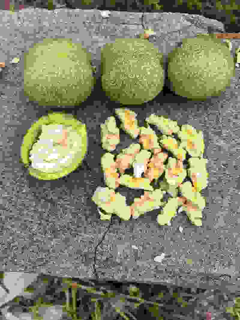 主做青皮核桃。水洗核桃光