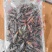 纯母蚂蚱大个体