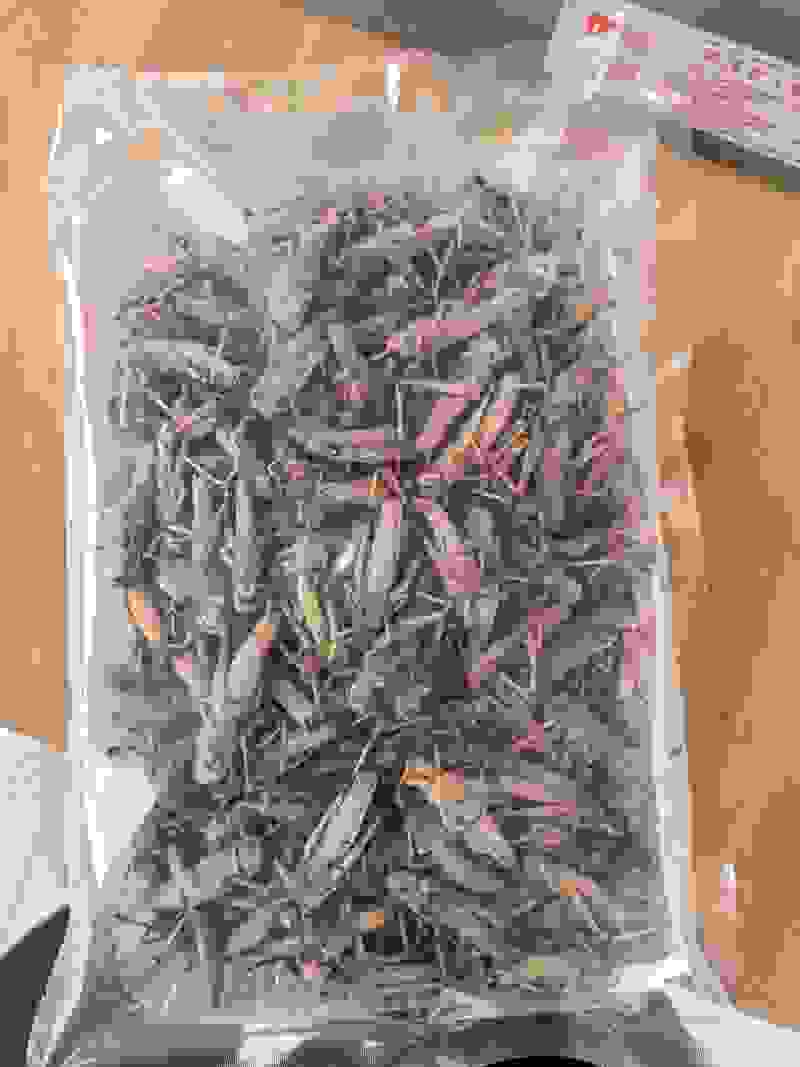 纯母蚂蚱大个体