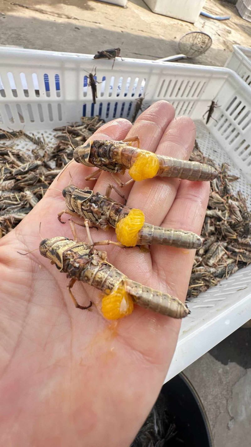 纯母蚂蚱大个体