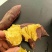云南高原榴莲蜜薯。红土地种植。