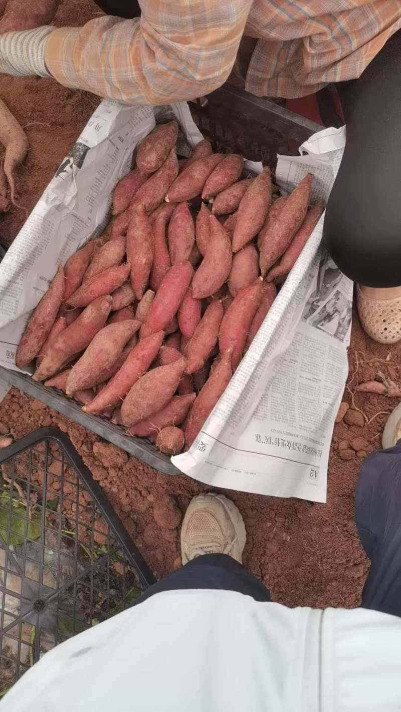 云南高原榴莲蜜薯。红土地种植。