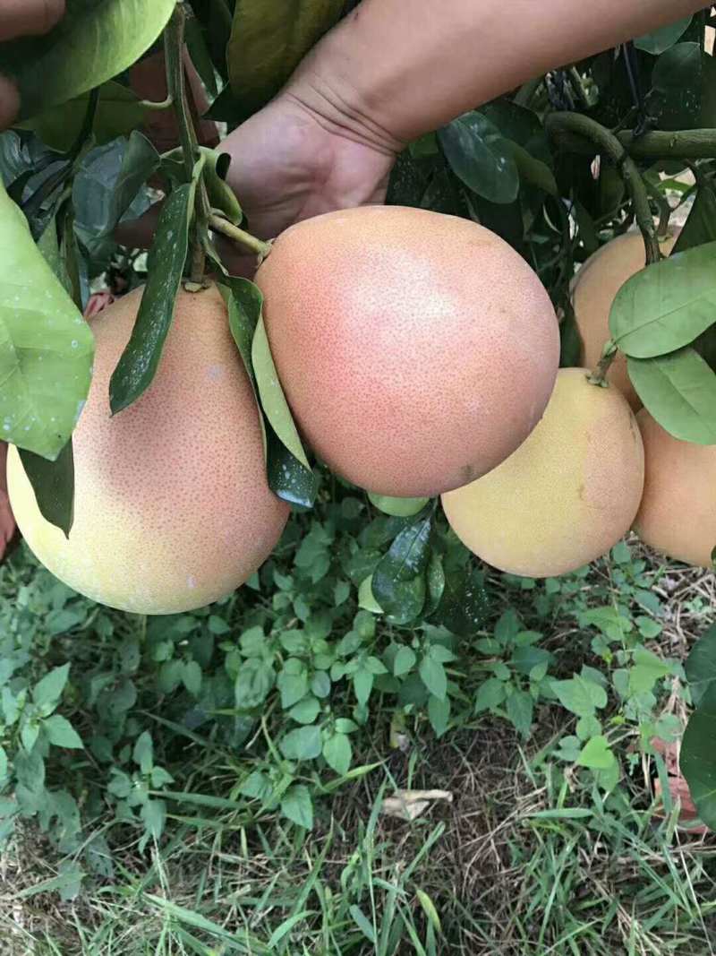 核心产区红心柚三红柚红肉蜜柚新鲜水果当季时令