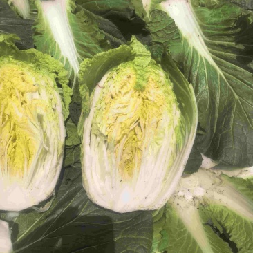 露天黄心白菜大量现货整车发货货源充足