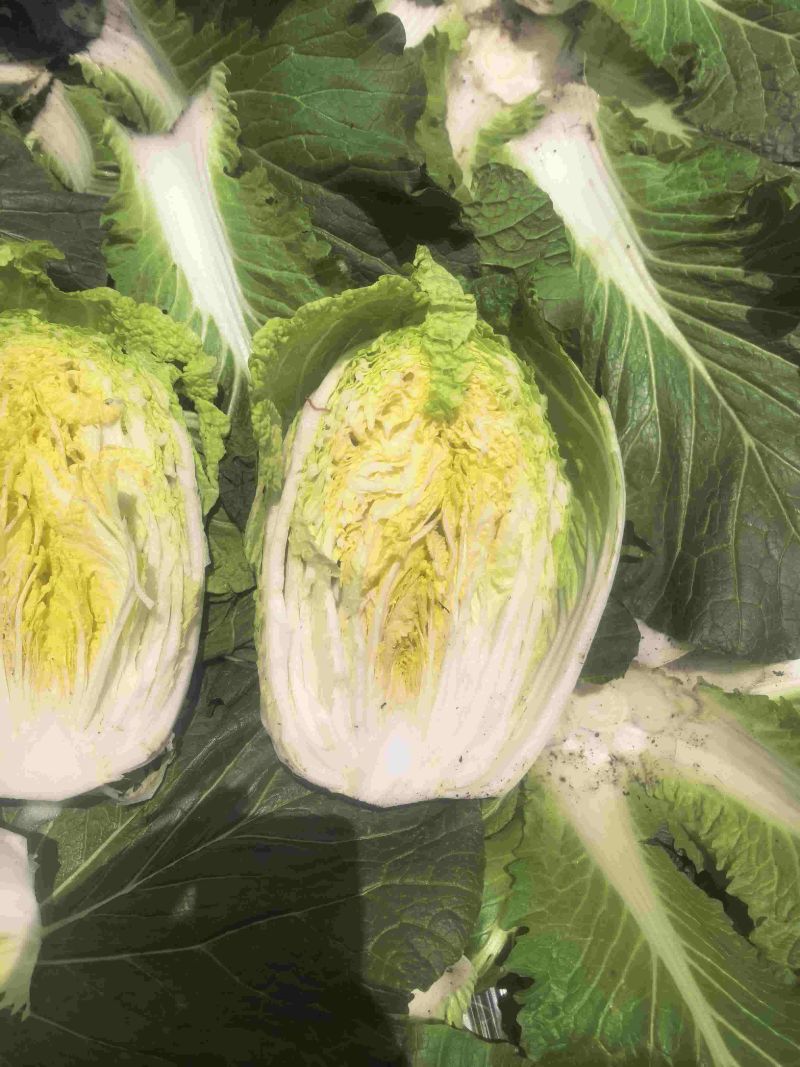 露天黄心白菜大量现货整车发货货源充足