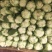 露天黄心白菜大量现货整车发货货源充足