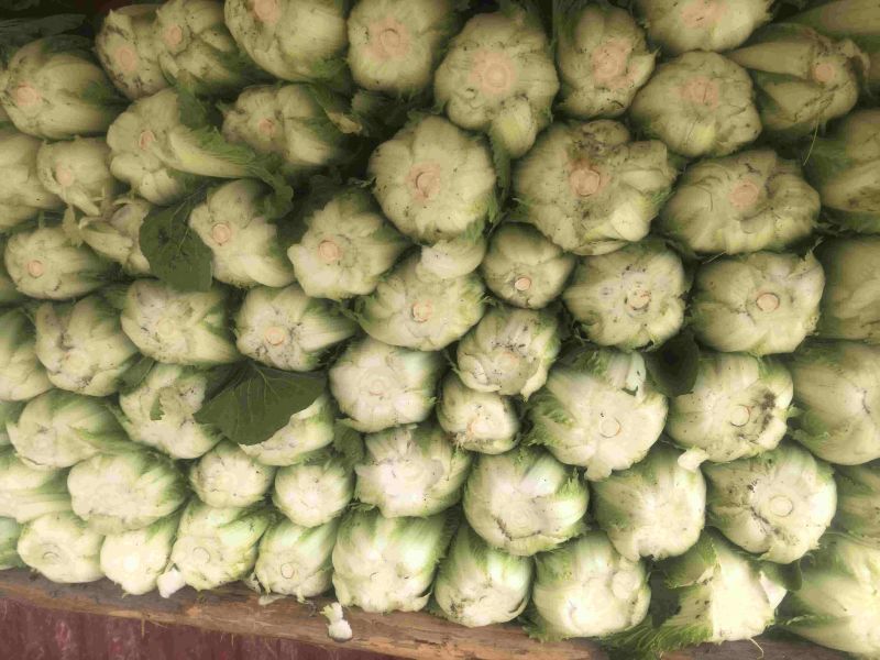 露天黄心白菜大量现货整车发货货源充足