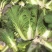 露天黄心白菜大量现货整车发货货源充足