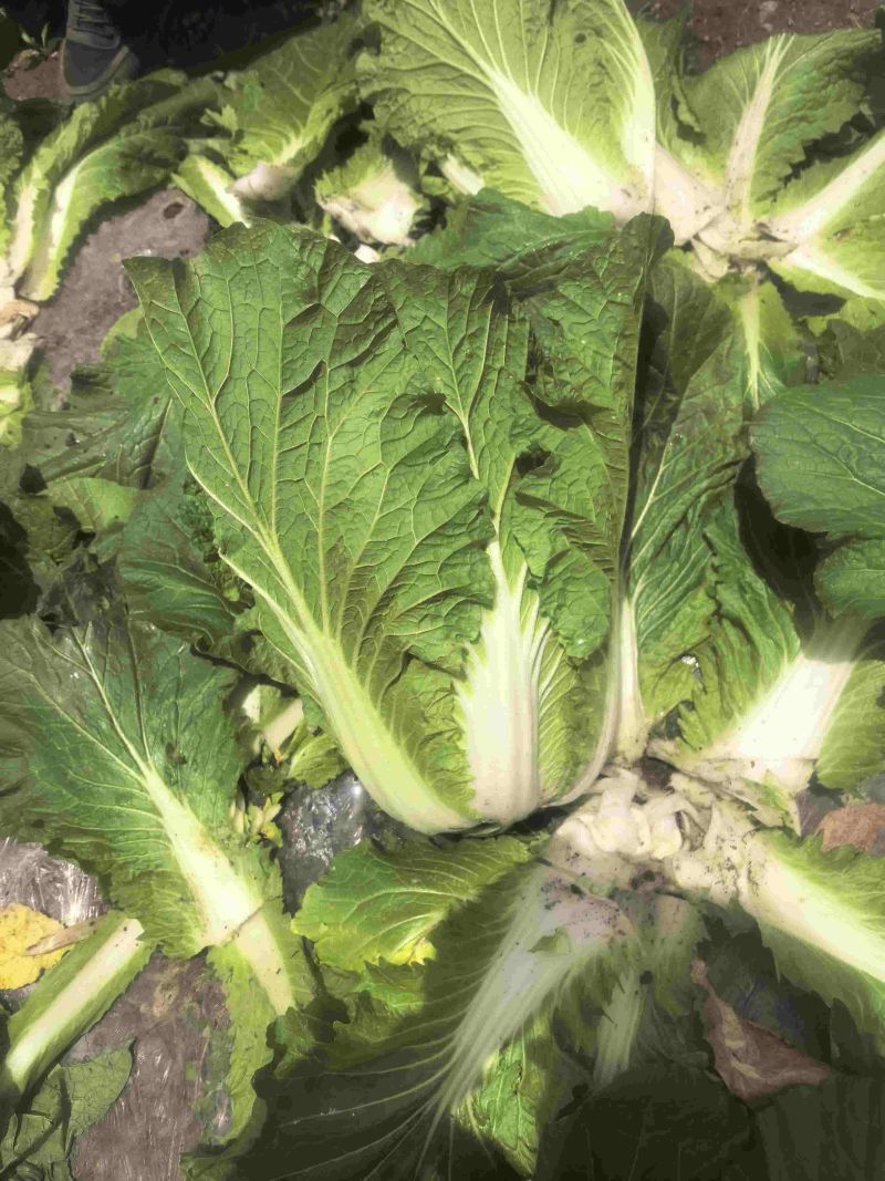 露天黄心白菜大量现货整车发货货源充足