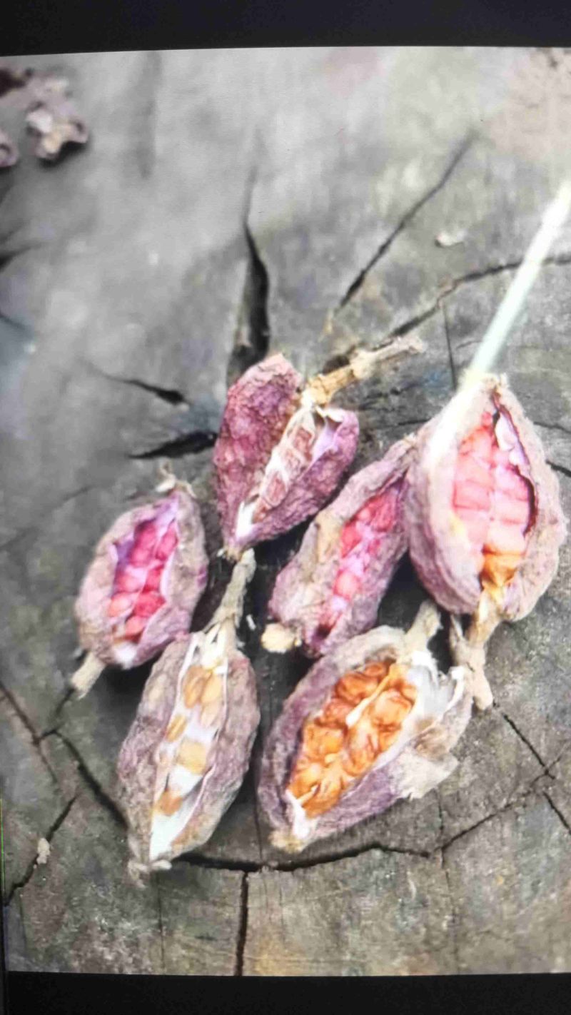 东南亚香料#野草果