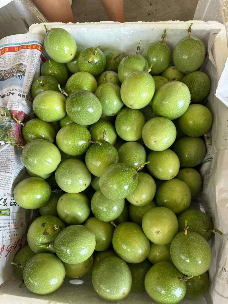 云南百香果大量上市