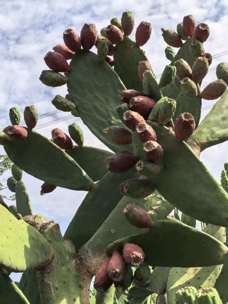 种植仙人