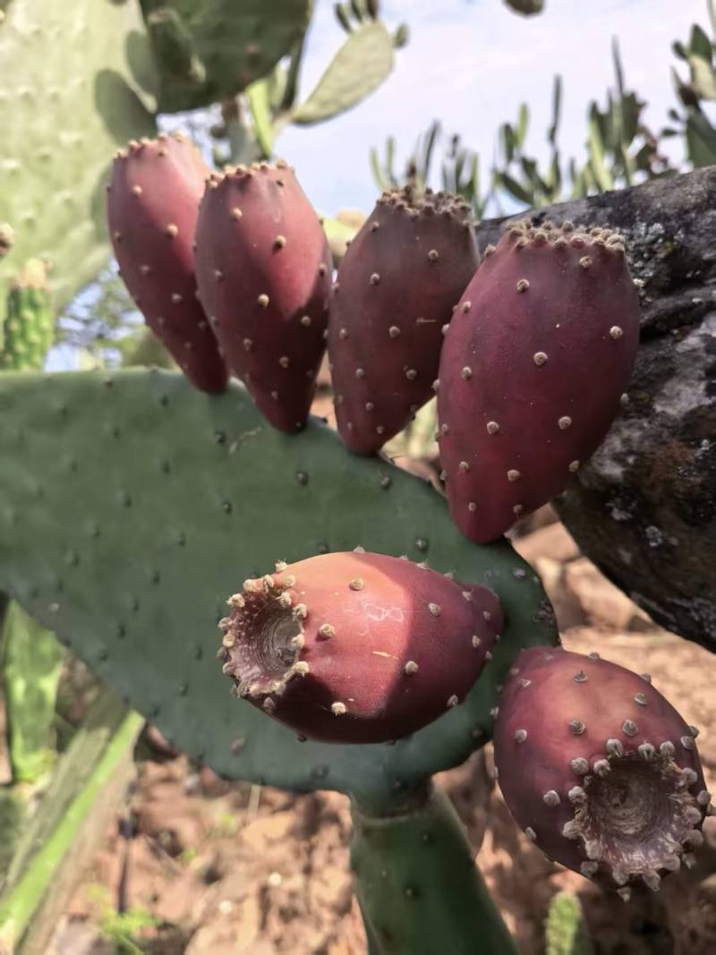 种植仙人