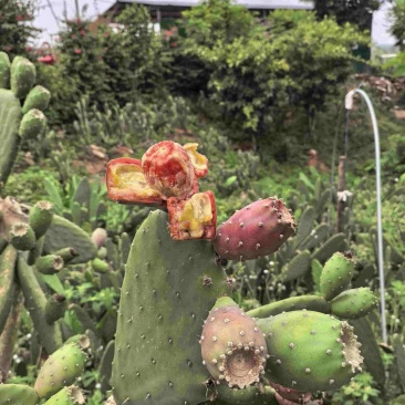 种植仙人