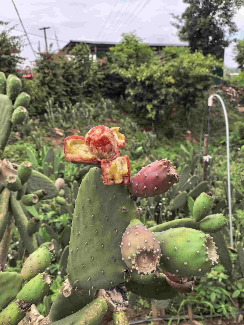种植仙人