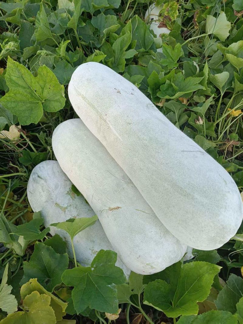 冬瓜
