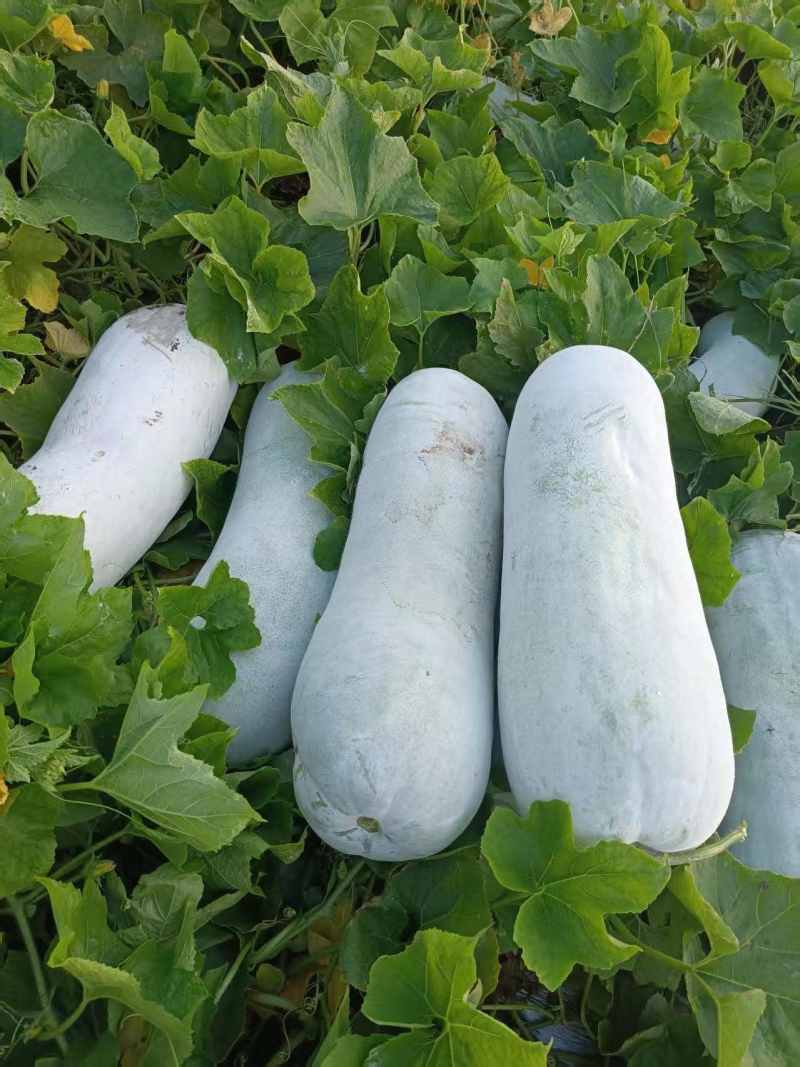 冬瓜