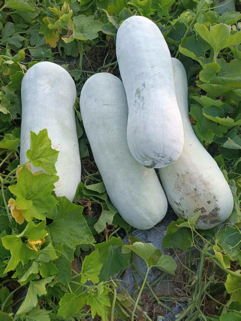 冬瓜
