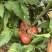 西红柿云南硬粉西红柿🍅产地直发量大从优可对接全国电商等