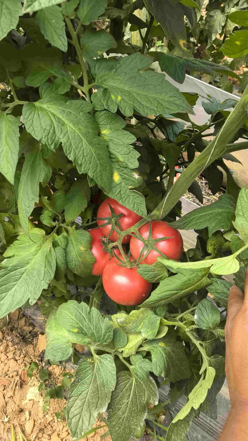 西红柿云南硬粉西红柿🍅产地直发量大从优可对接全国电商等