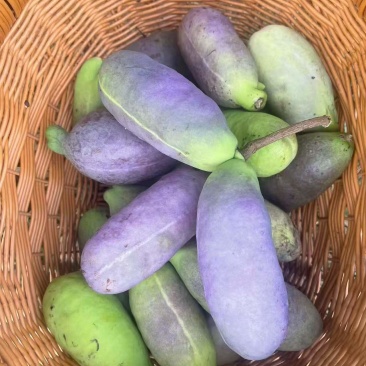 八月爪