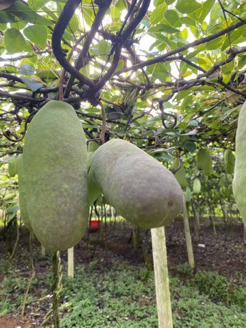 八月爪