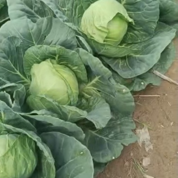 精品甘蓝