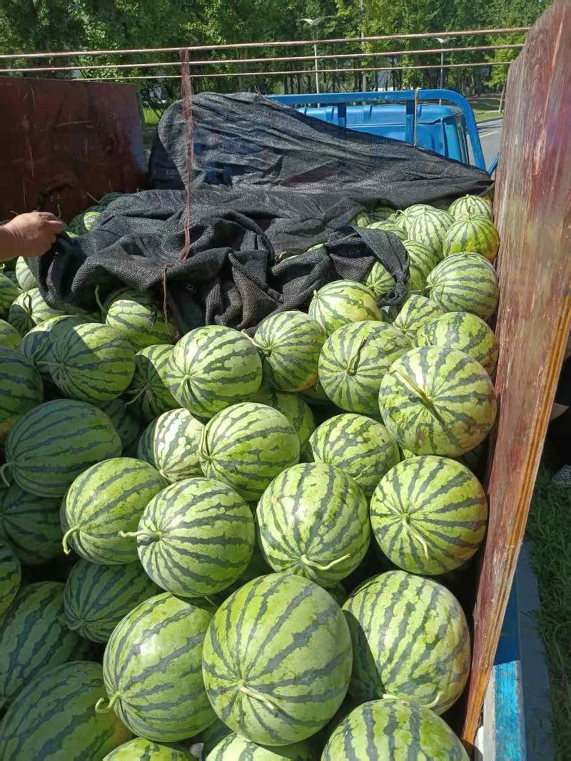 原产地西瓜长期供应量大从优