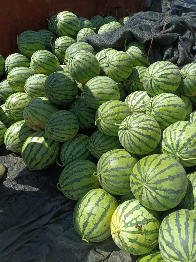 原产地西瓜长期供应量大从优