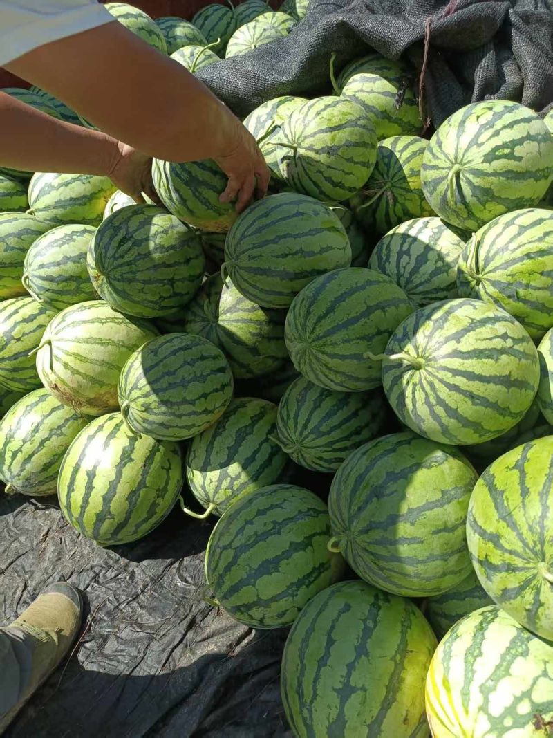 原产地西瓜长期供应量大从优
