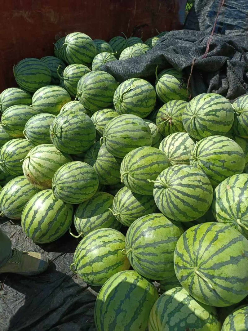 原产地西瓜长期供应量大从优